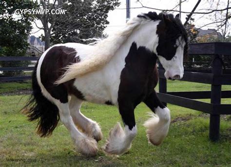 Gypsy Vanner Horses for Sale | Filly | Piebald | Primrose