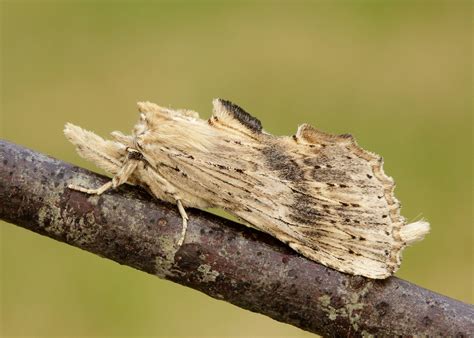 Iain H Leach Bird Wildlife Photography 71 020 BF2011 Pale Prominent