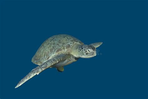 Green sea turtle swimming stock image. Image of wild - 13864917