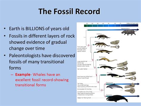 Top 59+ imagen fossil record examples - Abzlocal.mx