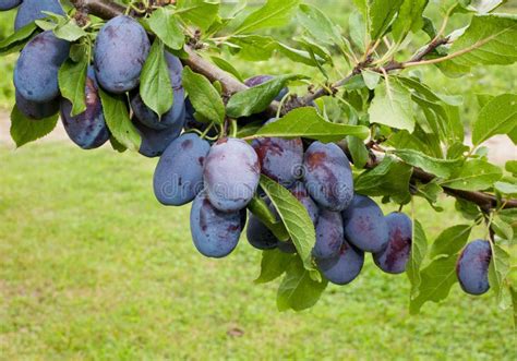 Blue plums stock photo. Image of healthy, smooth, wild - 16382880