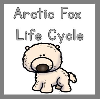 Arctic Fox Life Cycle by The Organized Preschool Teacher | TPT