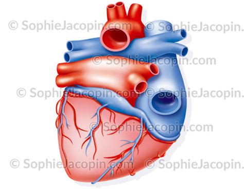 Vascularisation Du CŒur Illustration Sophie Jacopin