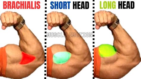 Mens Bicep Workout Arm Day Workout Gym Workout Tips Dumbbell Workout