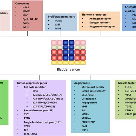 Current And Emerging Targets In Bladder Cancer Download Scientific