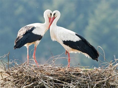 Les Oiseaux Du Printemps Sont Le Premier Signe De La Nouvelle Saison