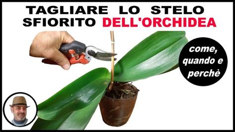 Tagliare Lo Stelo Sfiorito Dell Orchidea Phalaenopsis Come Quando E