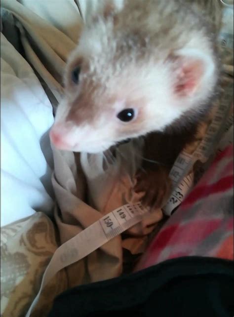 Helping To Hem A Pair Of Pants Rferrets