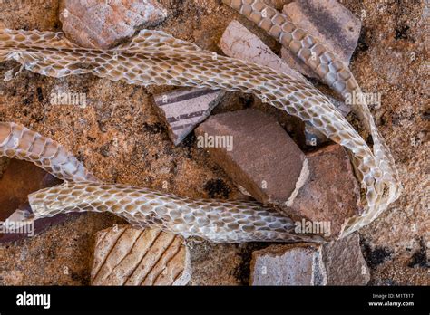 Rattlesnake Skin High Resolution Stock Photography and Images - Alamy