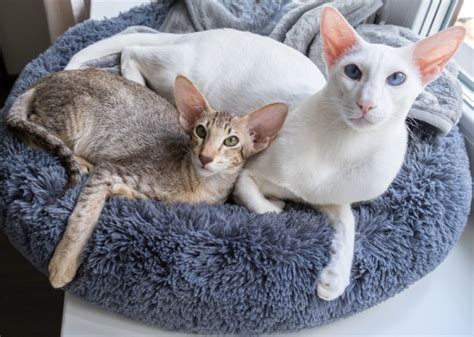 Gatto Egiziano O Mau Egiziano Cosa Sapere Su Questa Razza