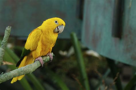 yellow parrot bird
