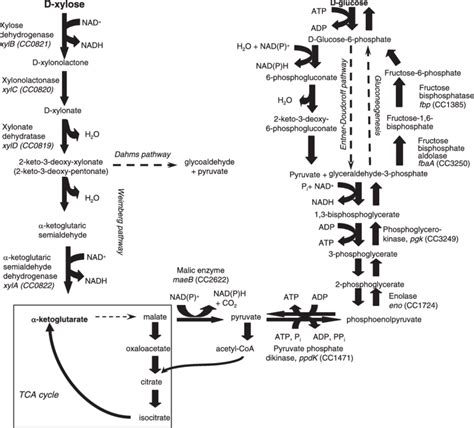 Proposed Pathway For D Xylose Metabolism In C Crescentus The