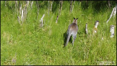 Wild Wallaby Ballaugh Curragh Isle Of Man