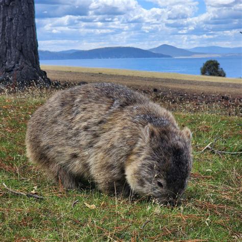 5 Best Places to Spot Wombats in Australia | Camps Australia Wide