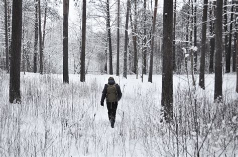 Безплатна снимка : дърво, гора, сняг, зима, метеорологично време, сезон ...