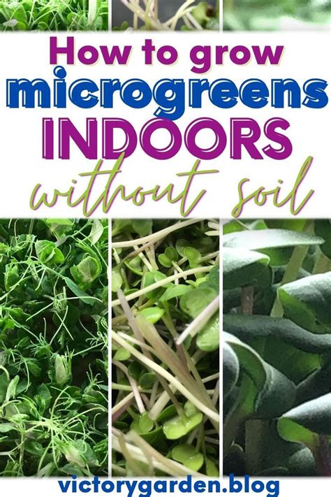 How To Grow Microgreens Indoors Step By Step Guide Artofit