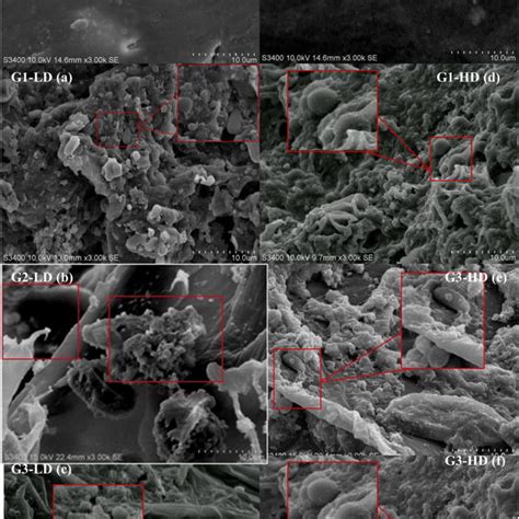 Scanning electron microscopy (SEM) analysis of corn straw after the ...