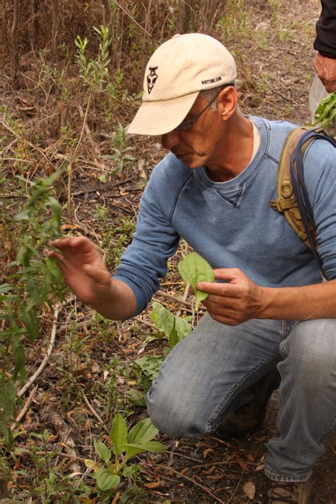 Foraging With Pascal A Professional Wild Food Forager In Los Angeles