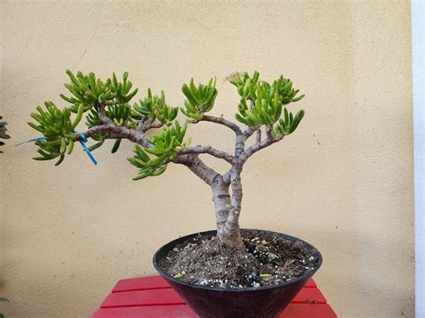 Bonsai Hobbit Jade Gollum Crassula Ovata Et S Fingers Jade Succulent