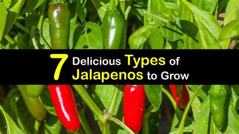 7 Delicious Types Of Jalapenos To Grow