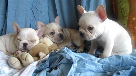 Legacy French Bulldogs Cream Dreamy Day 5 Week Old Cream French