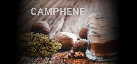 Terpene Series - Camphene