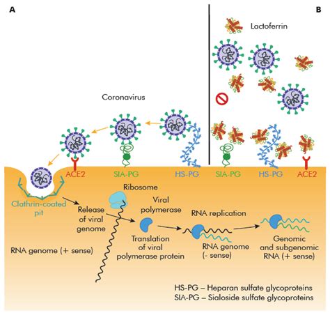 Ijms Free Full Text The Immunological Role Of The Placenta In Sars