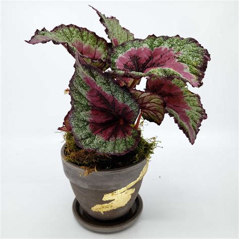 Begonia Rex Gle Begonia Rex Kokedama Gardens By The Bay Eshop The