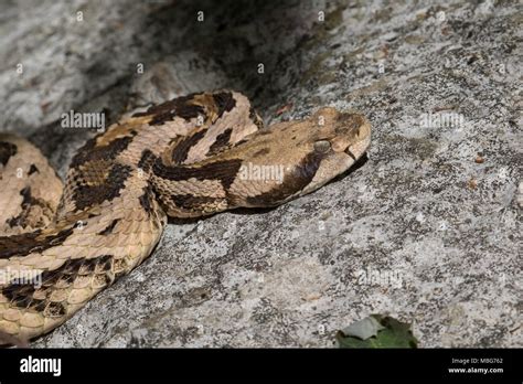 Rattlesnake fangs hi-res stock photography and images - Alamy