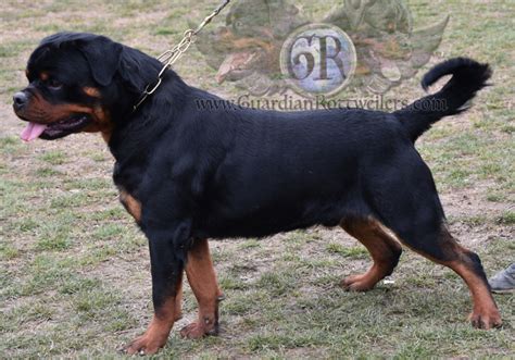 Vera Of Nicolas Lion Guardian Rottweilers