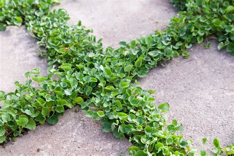 Quelles Plantes Et Fleurs Choisir Pour Embellir Son Jardin