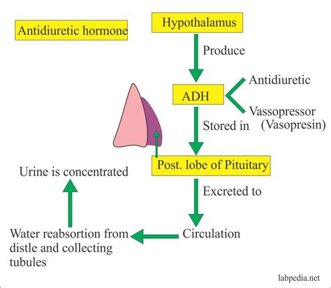 antidiuretic hormone adh vasopressin arginine vasopressin hormone