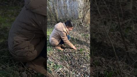 Der Erste B Rlauch Schaut Schon Aus Der Erde B Rlauch Garten