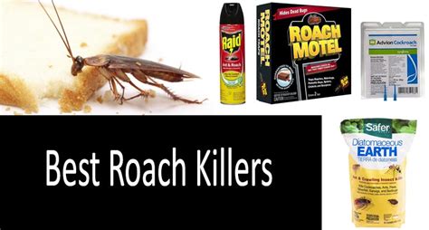 Best Way To Kill Roaches All You Need Infos