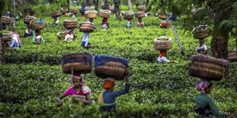 Assam Rolls Out Incentive Scheme To Boost Orthodox Speciality Tea Production