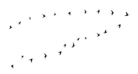 Silhouette Of Birds Flying In Flock Birds Flying Birds Birds Flock