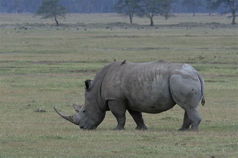 Bobhogeveen Nl Kenia Tanzania Samburu En Nakuru Nakuru