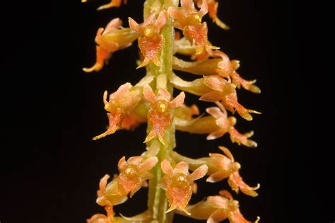 Oberonia Costeriana Orchidaceae Image At Phytoimages Siu Edu