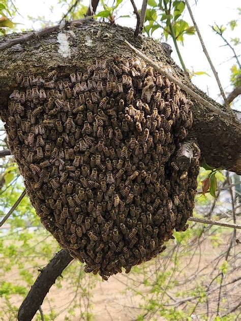 Yahooオークション 日本蜜蜂 日本ミツバチ分蜂群 茨城発