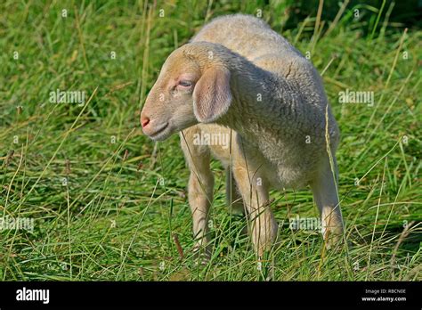 sheep farming meat production  res stock photography  images alamy