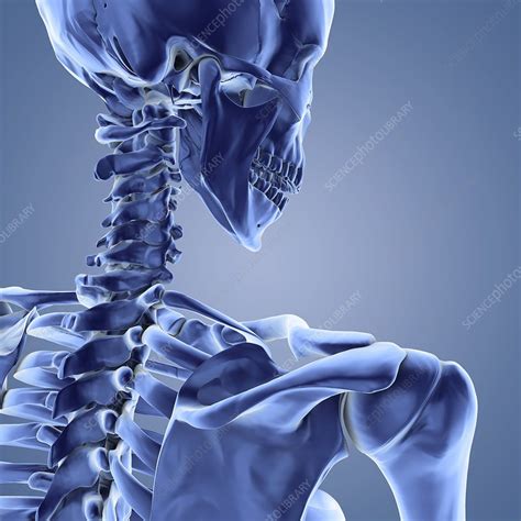 Upper Body Skeleton Computer Artwork Stock Image F002 9921