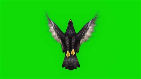 85 Eagle Flying Green Screen Stock Videos Footage And 4k Video Clips