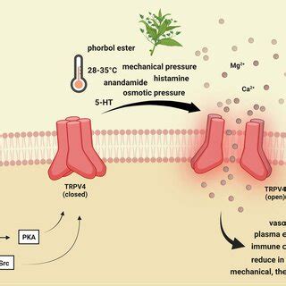 Transient Receptor Potential Vanilloid 1 Receptor Activation