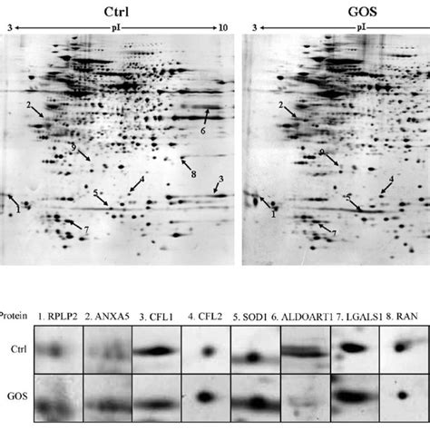 A A Representative Two Dimensional Electrophoresis 2 De Gel