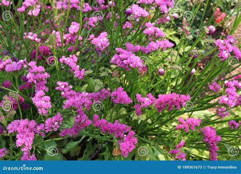 A Cluster Of Pink Statice Flowers In A Garden Stock Image Image Of