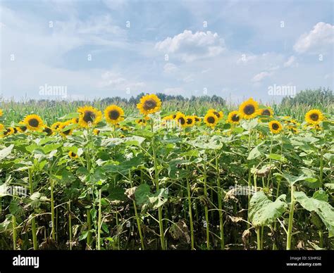 Sunflower Season Upstate Ny Stock Photo Alamy