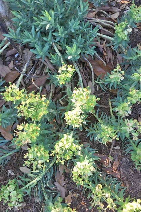 How To Grow Gopher Plant Euphorbia Rigida Gardener’s Path