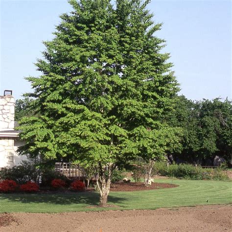 KATSURA – Knippel Garden Centre