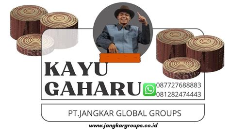 Jual Beli Kayu Gaharu Untuk Export