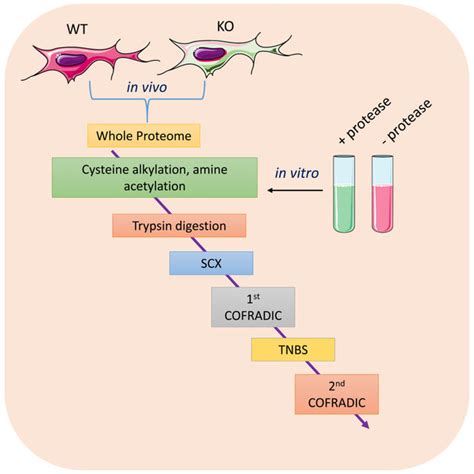 Schematic Workflow Of Proteomics Identification Of Protease Cleavage